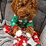 Rollo joined the competition — help win amazing prizes! animal, brown_fur, celebration, christmas_pajamas, comfortable, couch, cozy, curly_fur, cute, dog, festive, gift, gray_blanket, holiday, holiday_season, indoor, paws, pet, red_ribbon, wrapped_present