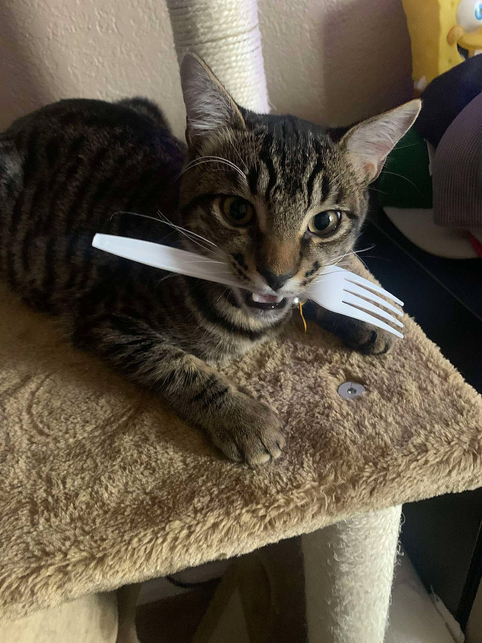 Kirby joined the competition — help win amazing prizes! carnivore, cat, claw, comfort, domestic_short_haired_cat, fashion_accessory, felidae, foot, fur, grey, human_leg, metal, paw, sitting, small_to_medium_sized_cats, snout, tail, terrestrial_animal, whiskers, wood