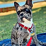 animal, blanket, blue_eye, brindle, canine, closeup, cute, dog, domestic_animal, french_bulldog, grass, heterochromia, leash, nature, outdoor, pet, portrait, red_collar, sitting, summer