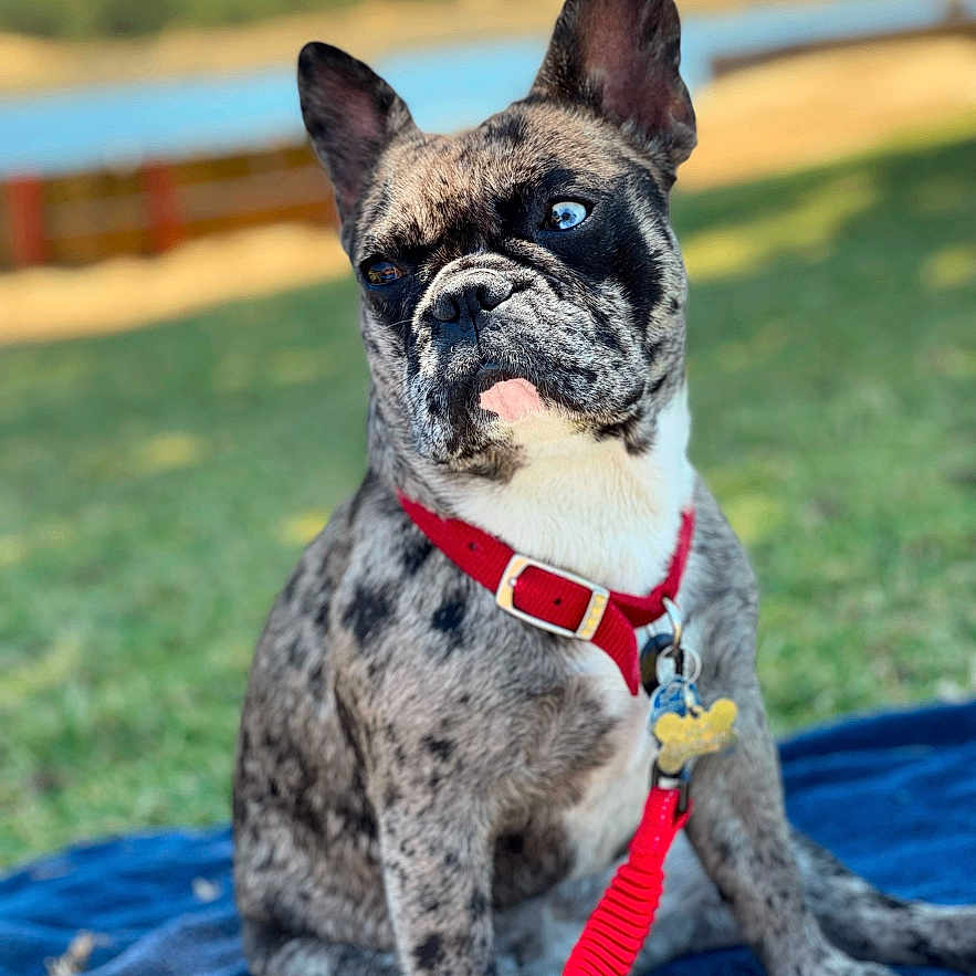 Lola Prieta is registered to the contest to win money with this photo: animal, blanket, blue_eye, brindle, canine, closeup, cute, dog, domestic_animal, french_bulldog, grass, heterochromia, leash, nature, outdoor, pet, portrait, red_collar, sitting, summer