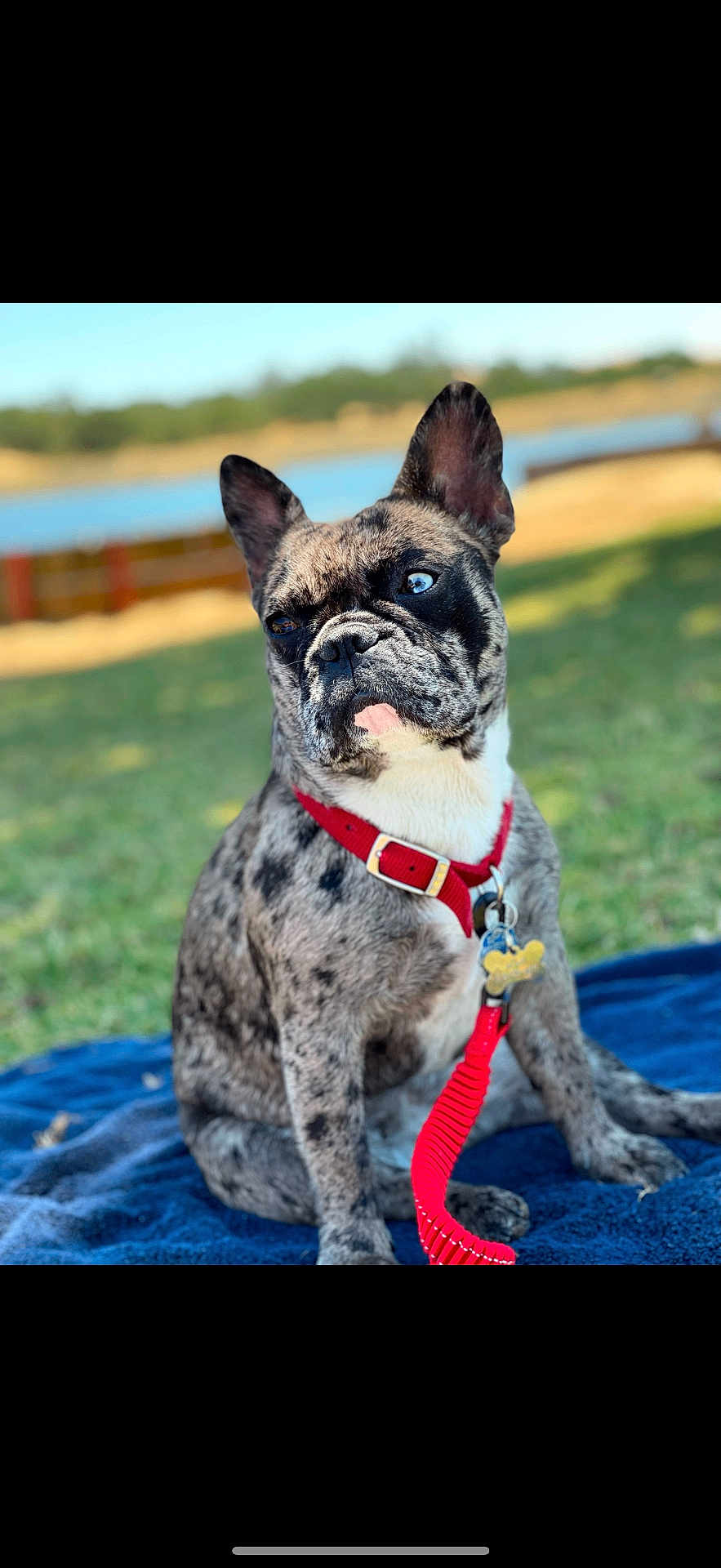Lola Prieta is registered to the contest to win money with this photo: animal, blanket, blue_eye, brindle, canine, closeup, cute, dog, domestic_animal, french_bulldog, grass, heterochromia, leash, nature, outdoor, pet, portrait, red_collar, sitting, summer