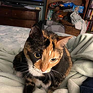 Dinky joined the competition — help win amazing prizes! animal, basket, blanket, book, calico, cat, cozy, curious, ears, face, fur, furniture, home, indoor, pet, relaxing, shelf, soft, television, whiskers