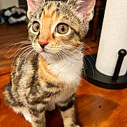 Luna joined the competition — help win amazing prizes! kitten, cat, pet, animal, fur, whiskers, ears, wide_eyes, curious, table, wood, indoor, domestic, young_cat, orange_fur, black_fur, white_fur, paper_towel_holder, blurred_background, closeup