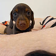 Edgard a rejoint le concours — aidez-le/la à gagner de superbes lots ! puppy, dachshund, dog, pet, close_up, blanket, brown, cute, young, animal, indoor, resting, soft, fur, ears, face, nose, eyes, adorable, small
