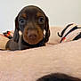 puppy, dachshund, dog, pet, close_up, blanket, brown, cute, young, animal, indoor, resting, soft, fur, ears, face, nose, eyes, adorable, small