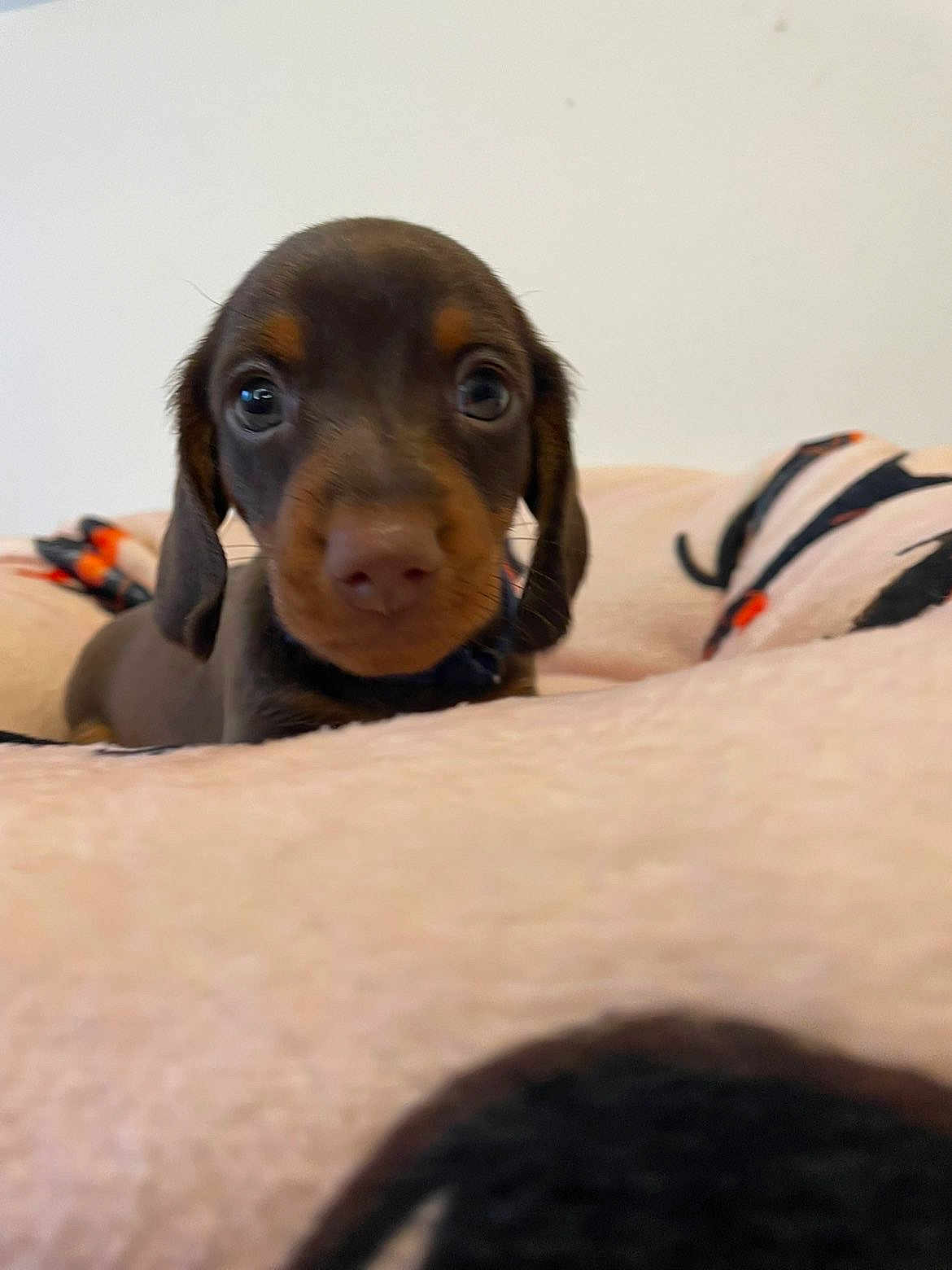 Edgard a rejoint le concours — aidez-le/la à gagner de superbes lots ! puppy, dachshund, dog, pet, close_up, blanket, brown, cute, young, animal, indoor, resting, soft, fur, ears, face, nose, eyes, adorable, small