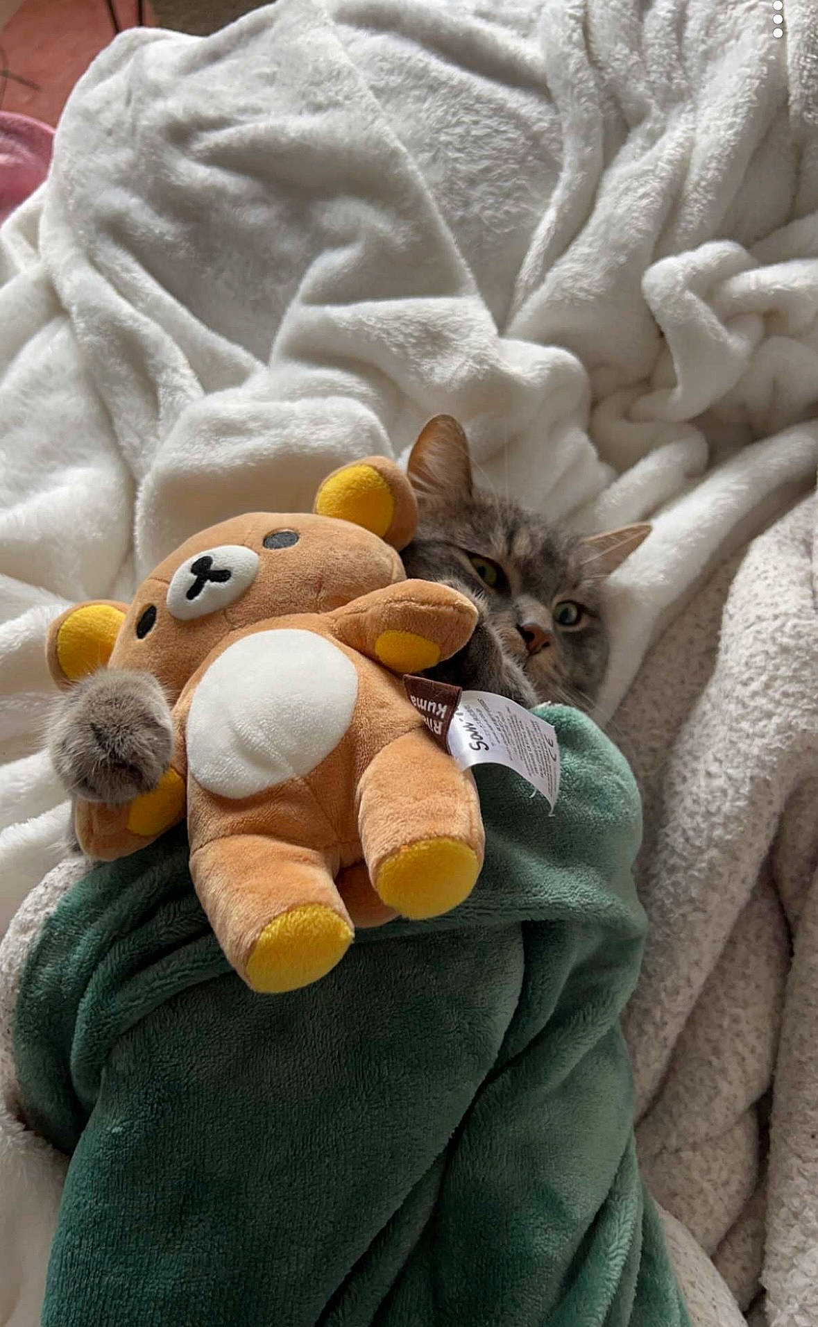 Grayson is registered to the contest to win money with this photo: baby_sleeping, bed_sheet, bedding, child, comfort, fawn, felidae, fur, gesture, linens, petal, plush, small_to_medium_sized_cats, stuffed_toy, tail, teddy_bear, textile, toy, white, wool