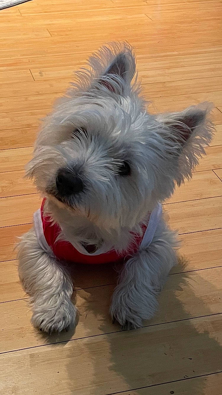 Bentley joined the competition — help win amazing prizes! canidae, carnivore, companion_dog, dog, dog_breed, dog_supply, ear, fur, hardwood, non_sporting_group, scottish_terrier, small_terrier, tail, terrestrial_animal, terrier, toy_dog, wood, working_animal