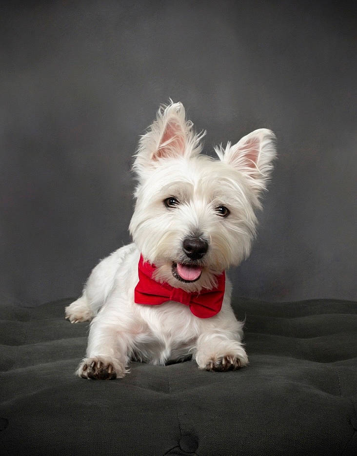 Bentley is registered to the contest to win money with this photo: biewer_terrier, canidae, carnivore, companion_dog, dog, dog_breed, dog_supply, non_sporting_group, scottish_terrier, small_terrier, snout, sporting_group, terrier, toy_dog, working_animal