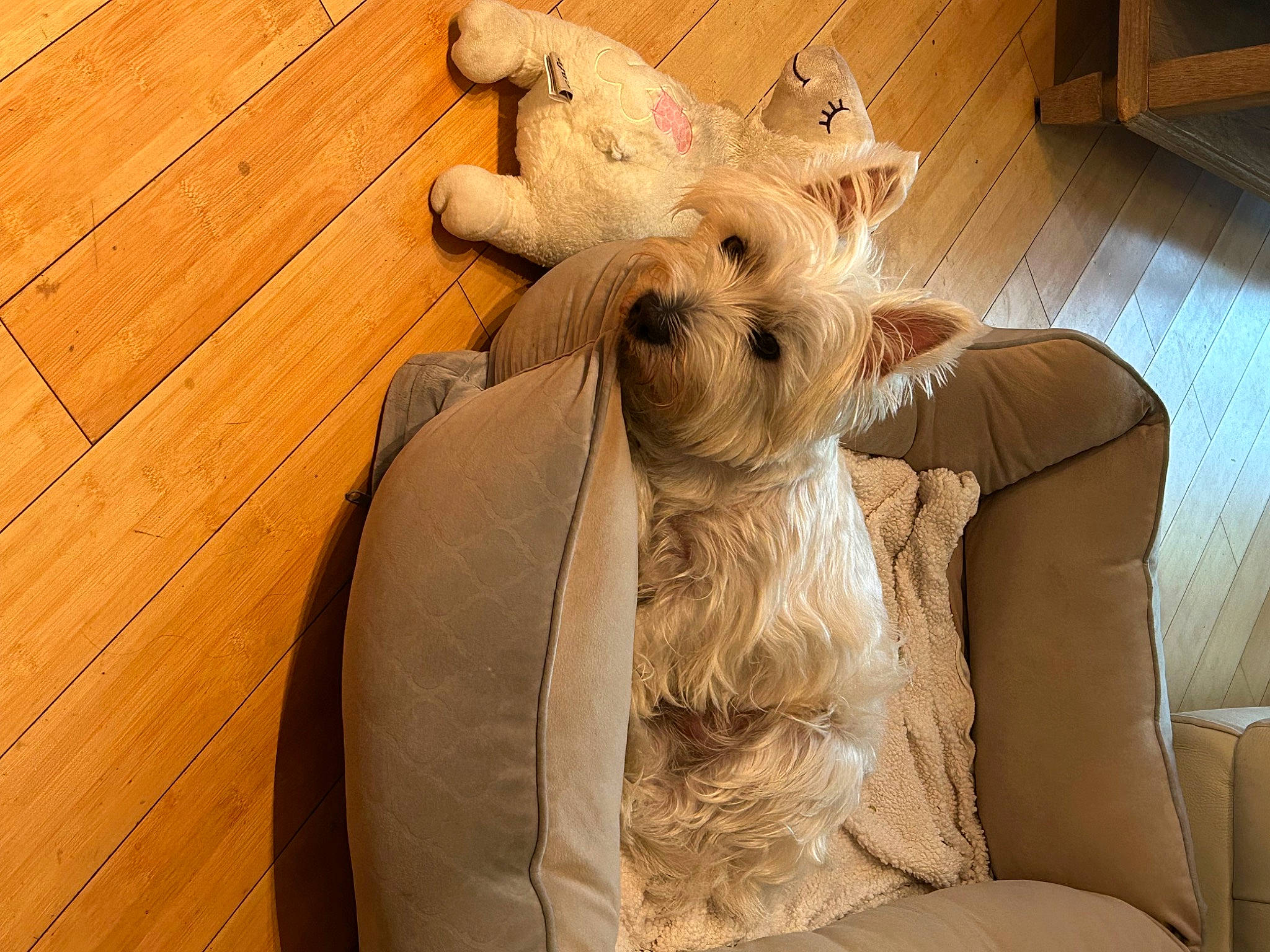 Bentley is registered to the contest to win money with this photo: carnivore, chair, comfort, companion_dog, dog, dog_breed, dress, eyewear, fashion_design, fawn, flooring, happy, hardwood, head, stuffed_toy, sunglasses, toy, toy_dog, wood, working_animal
