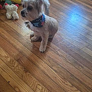 River is registered to the contest to win money with this photo: dog, small_dog, bandana, wooden_floor, toys, plush_toys, cardboard_box, indoor, pet, cute, fur, sitting, flooring, animal, domestic_animal, looking_away, home, messy, colorful, young