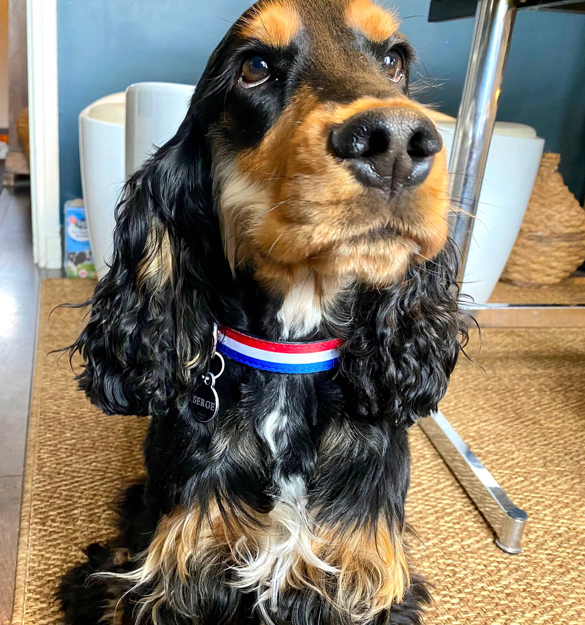 Serge participe au concours pour gagner de l'argent avec cette photo : canidae, car_seat_cover, carnivore, collar, companion_dog, dog, dog_breed, dog_collar, dog_supply, fashion_accessory, fur, leash, liver, paper_towel, pet_supply, smile, snout, sporting_group, whiskers, working_animal