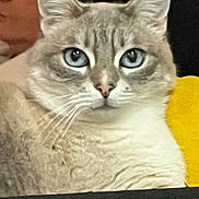 Nels participe au concours pour gagner de l'argent avec cette photo : cat, blue_eyes, close_up, fluffy, pet, animal, indoor, face, whiskers, fur, portrait, domestic_cat, feline, looking, sitting, yellow, background, human, blurred, cute