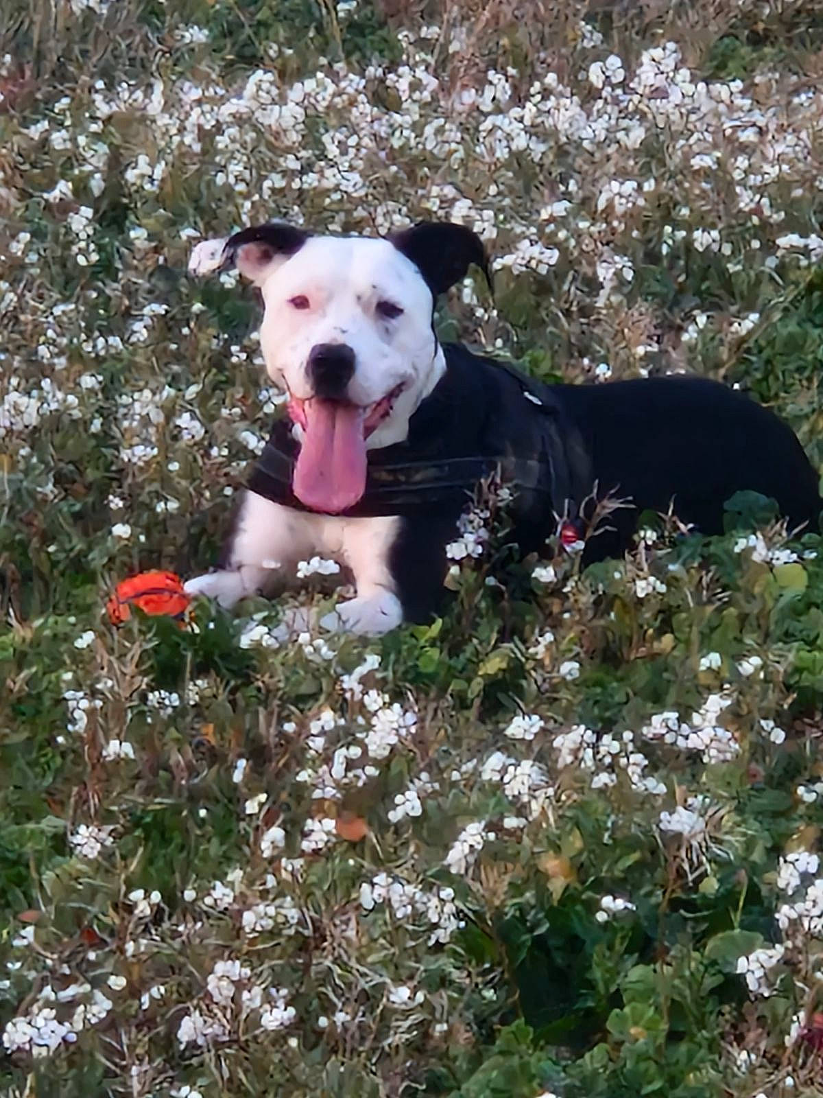 Nala