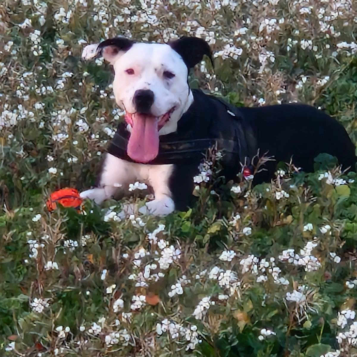 Nala