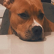 Akira a rejoint le concours — aidez-le/la à gagner de superbes lots ! dog, brown_dog, resting, table, indoor, close_up, pet, animal, face, snout, ears, fur, domestic_animal, looking, quiet, calm, portrait, expression, household, companion