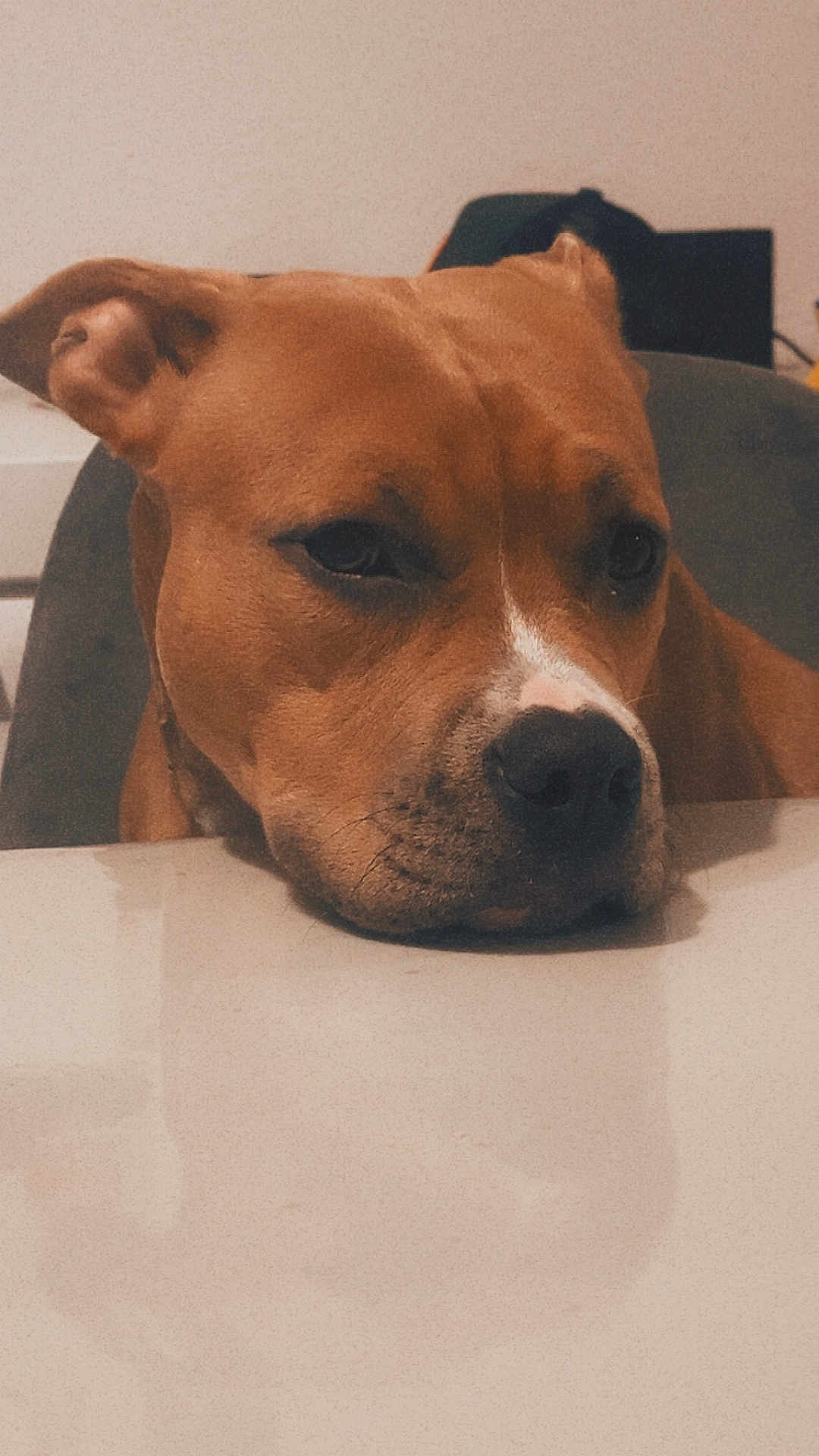 Akira a rejoint le concours — aidez-le/la à gagner de superbes lots ! dog, brown_dog, resting, table, indoor, close_up, pet, animal, face, snout, ears, fur, domestic_animal, looking, quiet, calm, portrait, expression, household, companion