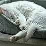 cat, white_cat, sleeping, pet_bed, cozy, furry, paws, tail, indoor, windowsill, resting, cute, animal, domestic_cat, fur, peaceful, relaxing, soft_light, closeup, curled_up