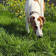 Alya participe au concours pour gagner de l'argent avec cette photo : brown_spot, canine, close_up, collar, dog, ears, garden, grass, green_grass, nature, paws, pet, rock_wall, sniffing, snout, spring, sunny, white_dog, wildflowers, yellow_flowers