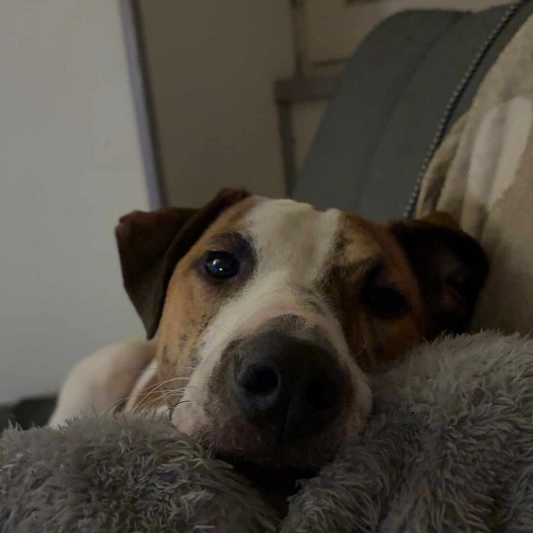 Alya a rejoint le concours — aidez-le/la à gagner de superbes lots ! blanket, brown_and_white, close_up, couch, cozy, cute, dog, domestic_animal, evening, fur, indoor, low_light, nose, pet, pillow, portrait, relaxed, sleepy, sofa, whiskers