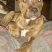 Kyrian is registered to the contest to win money with this photo: dog, brindle, paw, indoor, pet, animal, close_up, laying, relaxed, person, lap, fur, canine, companion, resting, black_nose, ears, claws, background, household