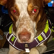 Koe joined the competition — help win amazing prizes! dog, close_up, pet, brown, white, harness, reflective, red_eye, animal, canine, paw, indoor, flash, fur, ears, nose, face, looking, alert, domestic_animal