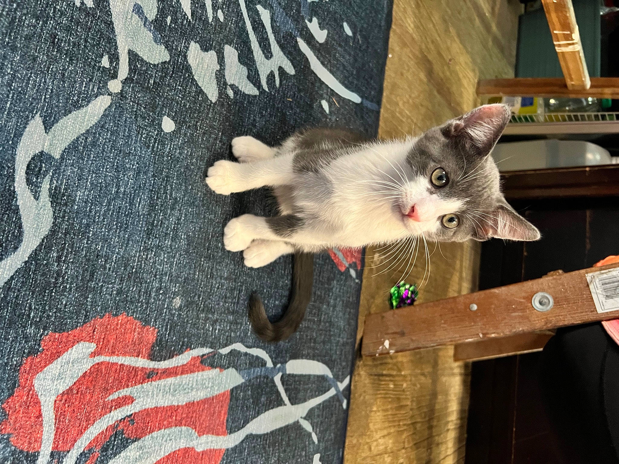 Dodger joined the competition — help win amazing prizes! art, asphalt, carnivore, cat, domestic_short_haired_cat, fawn, felidae, fur, grey, pattern, paw, photo_caption, plant, road_surface, small_to_medium_sized_cats, snout, tail, tree, whiskers, wood