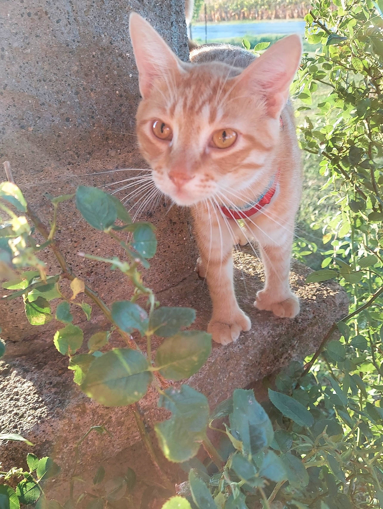 Maz joined the competition — help win amazing prizes! art, carnivore, cat, domestic_short_haired_cat, eye, fawn, felidae, fur, grass, organism, plant, small_to_medium_sized_cats, snout, tail, terrestrial_animal, tree, trunk, whiskers, wildlife, wood