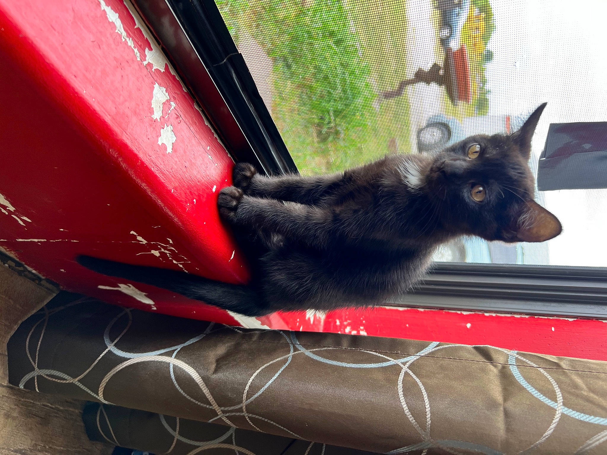 Grimsby joined the competition — help win amazing prizes! automotive_exterior, automotive_lighting, automotive_mirror, automotive_tire, bumper, carnivore, cat, fawn, felidae, fender, hood, plant, small_to_medium_sized_cats, snout, tail, tints_and_shades, vehicle_door, whiskers, window, windshield