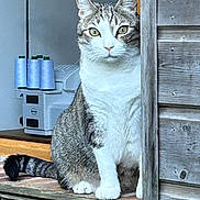 Crumble participe au concours pour gagner de l'argent avec cette photo : animal, cat, closeup, cozy, curious, feline, home, house, indoor, looking, pet, sewing_machine, sitting, tabby_cat, texture, thread_spools, white_paws, window_frame, wood, wooden_wall
