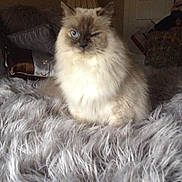 Baby joined the competition — help win amazing prizes! animal, blanket, blue_eyes, cat, cozy, cute, feline, fluffy, fur, furniture, furry, home, indoor, mammal, pet, portrait, relaxed, sitting, soft, winking