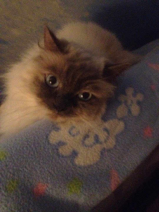 Baby