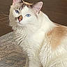 cat, longhaired_cat, blue_eyes, white_fur, cream_fur, fluffy, pet, animal, portrait, sitting, indoors, couch, furniture, whiskers, ears, nose, paws, brown_background, close_up, photography