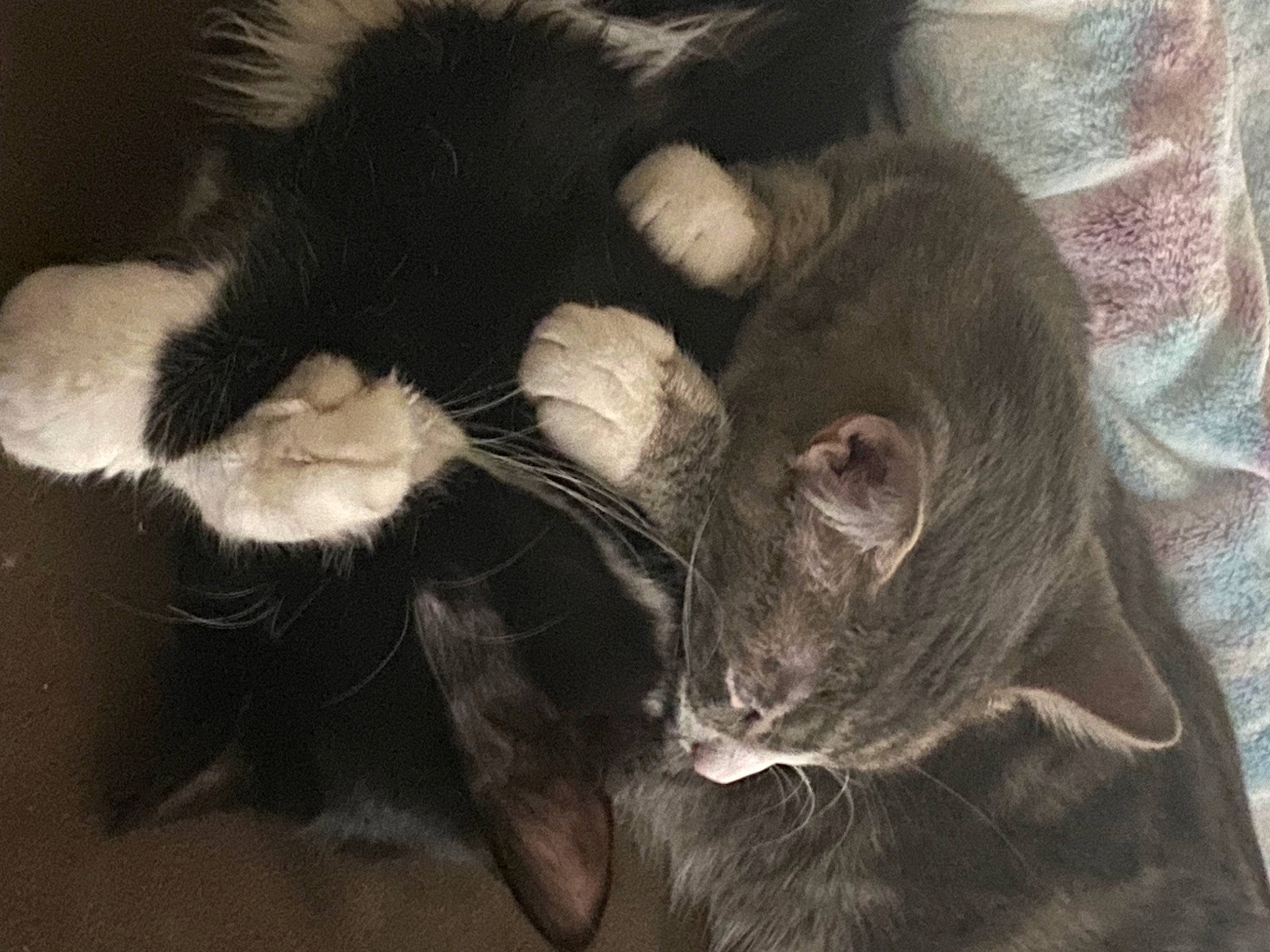 Jinx And Stevie