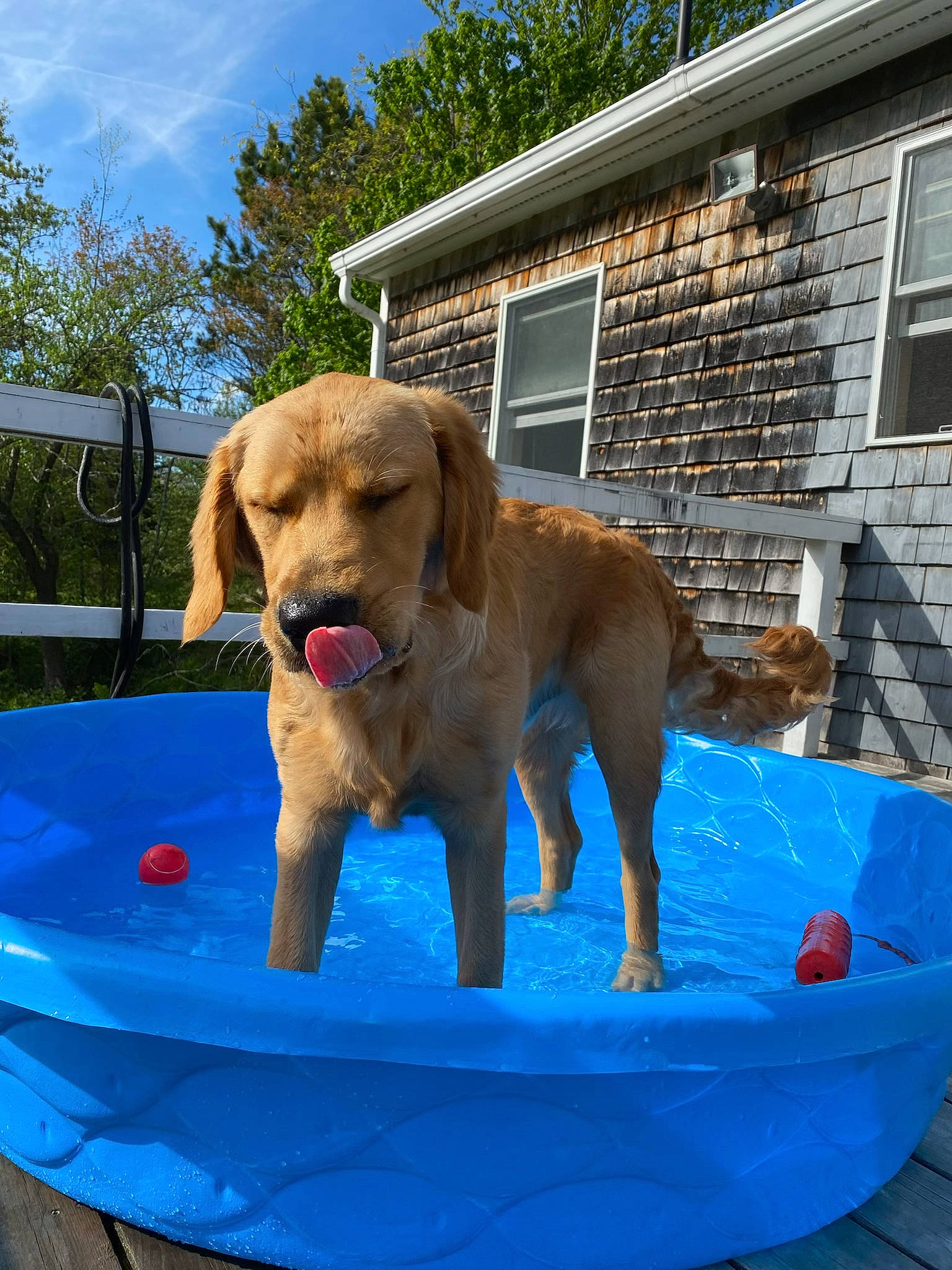 Rufus is registered to the contest to win money with this photo: blue, carnivore, cloud, companion_dog, dog, dog_breed, gun_dog, house, leisure, liver, mammal, pet_supply, plant, sky, summer, tree, vertebrate, water, window, working_animal