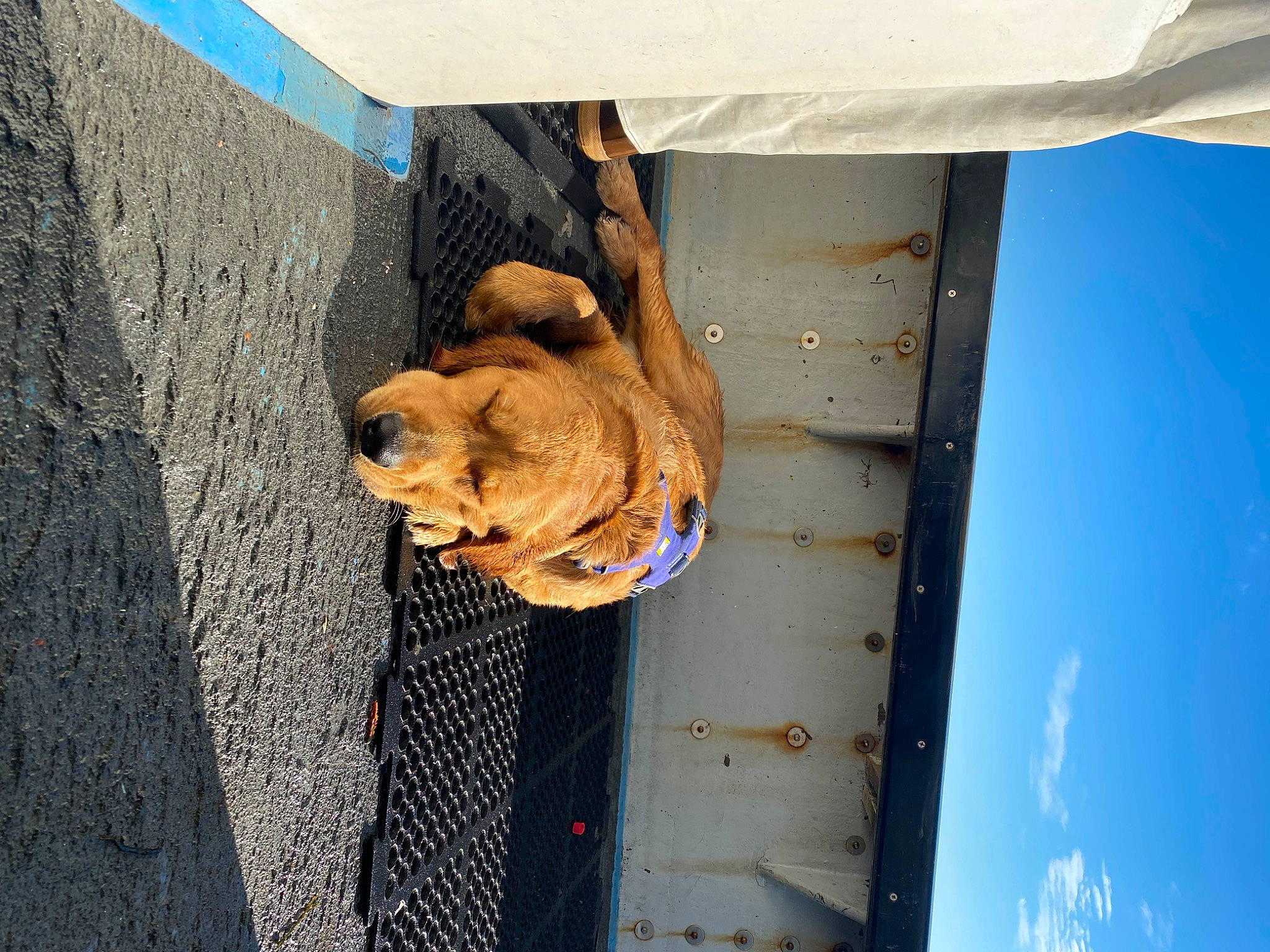 Rufus is registered to the contest to win money with this photo: art, canidae, carnivore, companion_dog, concrete, dog, dog_breed, dog_collar, fawn, plant, sculpture, shadow, sky, snout, sporting_group, statue, street_dog, visual_arts, wood