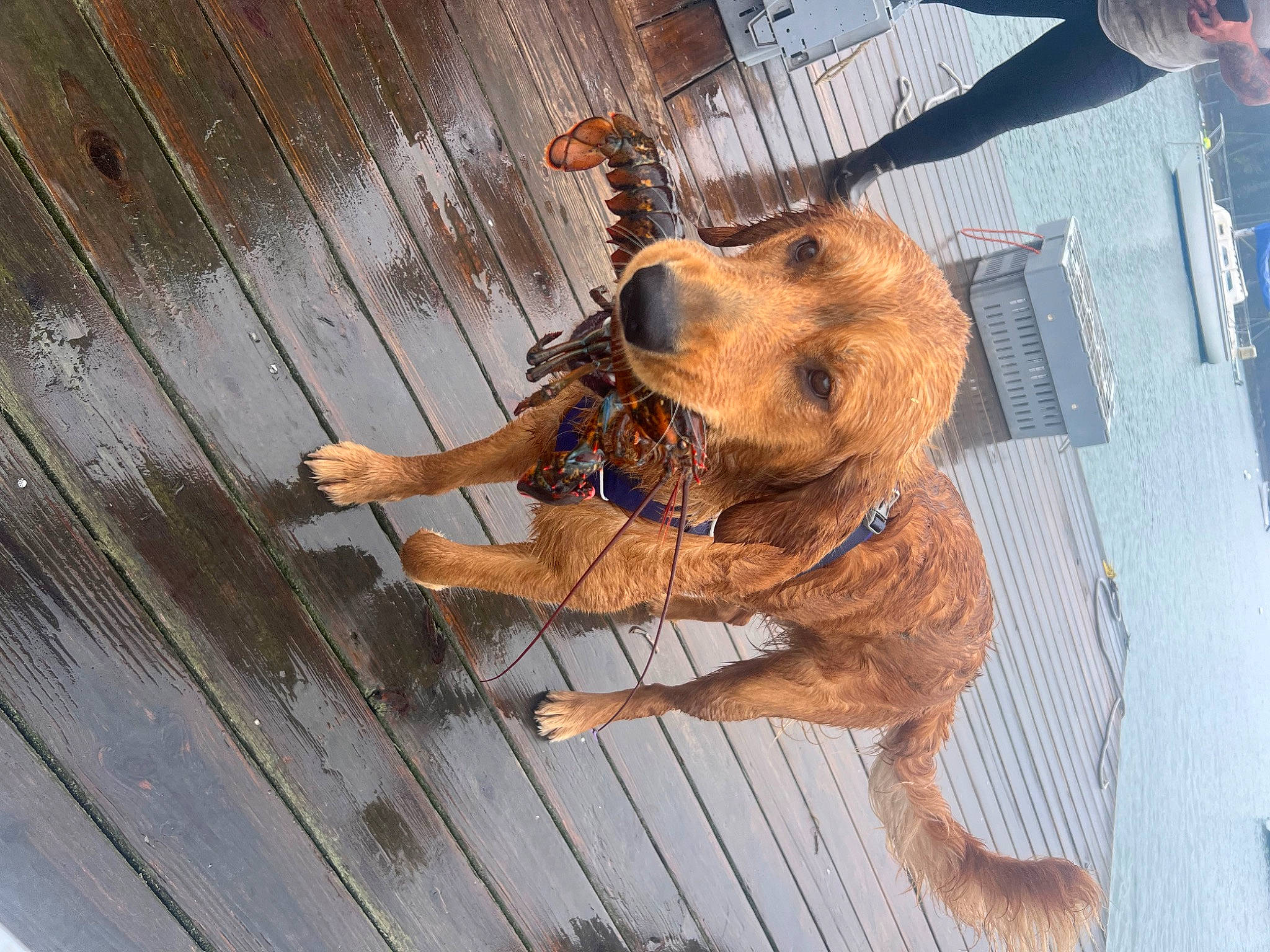 Rufus joined the competition — help win amazing prizes! canidae, carnivore, collar, companion_dog, dog, dog_breed, dog_collar, dog_supply, fawn, fence, fur, leash, liver, pet_supply, plank, snout, sporting_group, tail, wood, working_animal