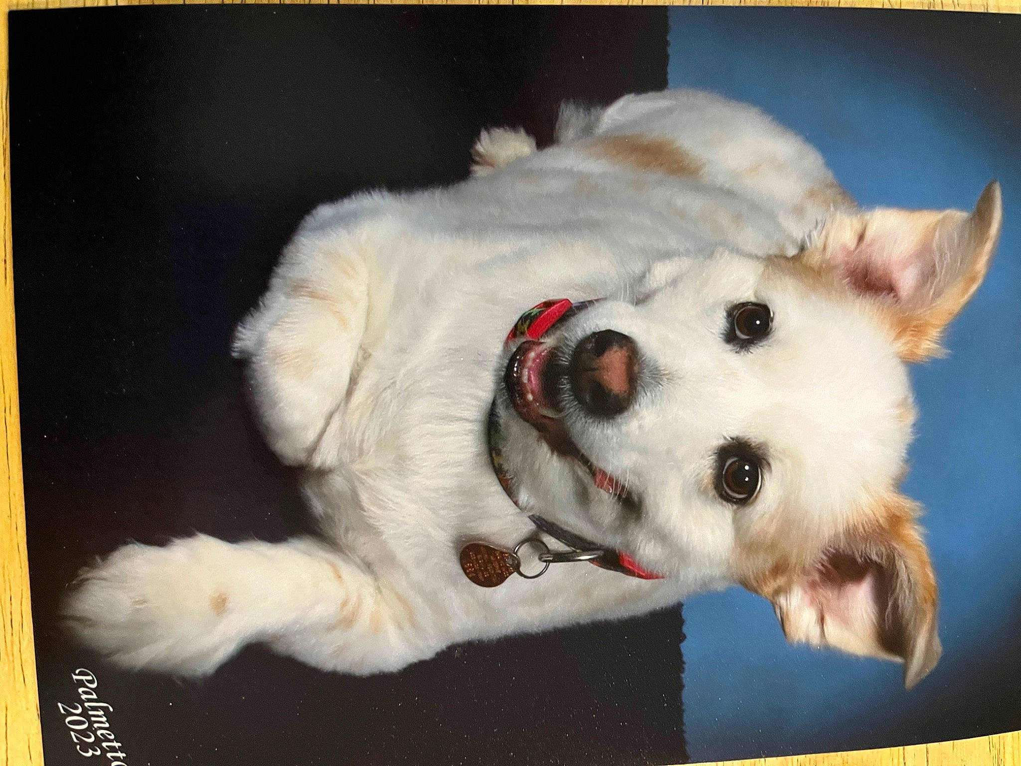 Charlie is registered to the contest to win money with this photo: ancient_dog_breeds, canidae, carnivore, collar, companion_dog, dog, dog_breed, dog_collar, fang, fur, jaw, non_sporting_group, rectangle, snout, sporting_group, terrestrial_animal, whiskers, working_animal