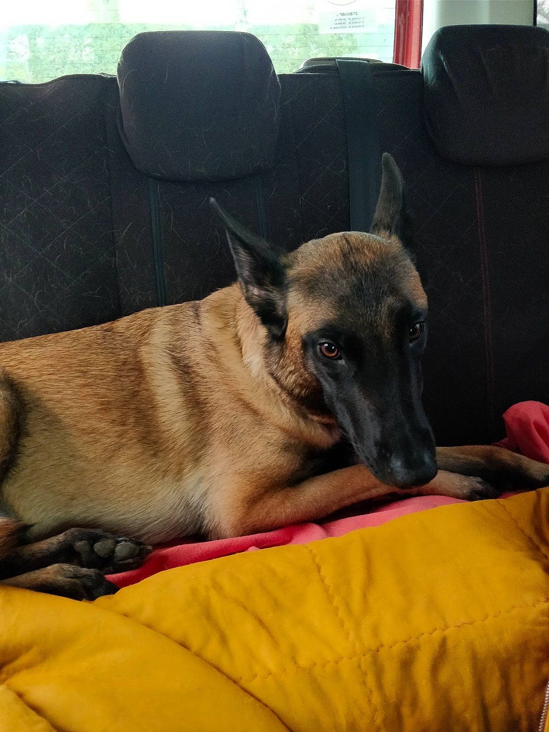 Lucy participe au concours pour gagner de l'argent avec cette photo : belgian_shepherd, belgian_shepherd_malinois, canidae, carnivore, dog, dog_breed, dutch_shepherd_dog, fawn, german_shepherd_dog, mammal, snout, vertebrate