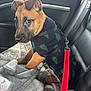 animal, blanket, brown, car, car_seat, cozy, cute, dog, ears, fur, interior, leash, pet, puppy, rain, red_leash, seatbelt, sweater, window, young_dog