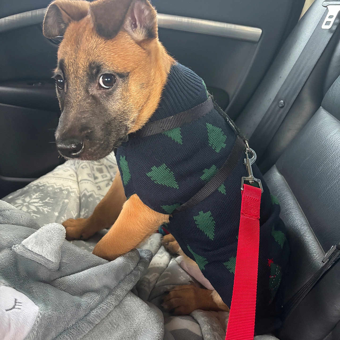 Polochon participe au concours pour gagner de l'argent avec cette photo : animal, blanket, brown, car, car_seat, cozy, cute, dog, ears, fur, interior, leash, pet, puppy, rain, red_leash, seatbelt, sweater, window, young_dog