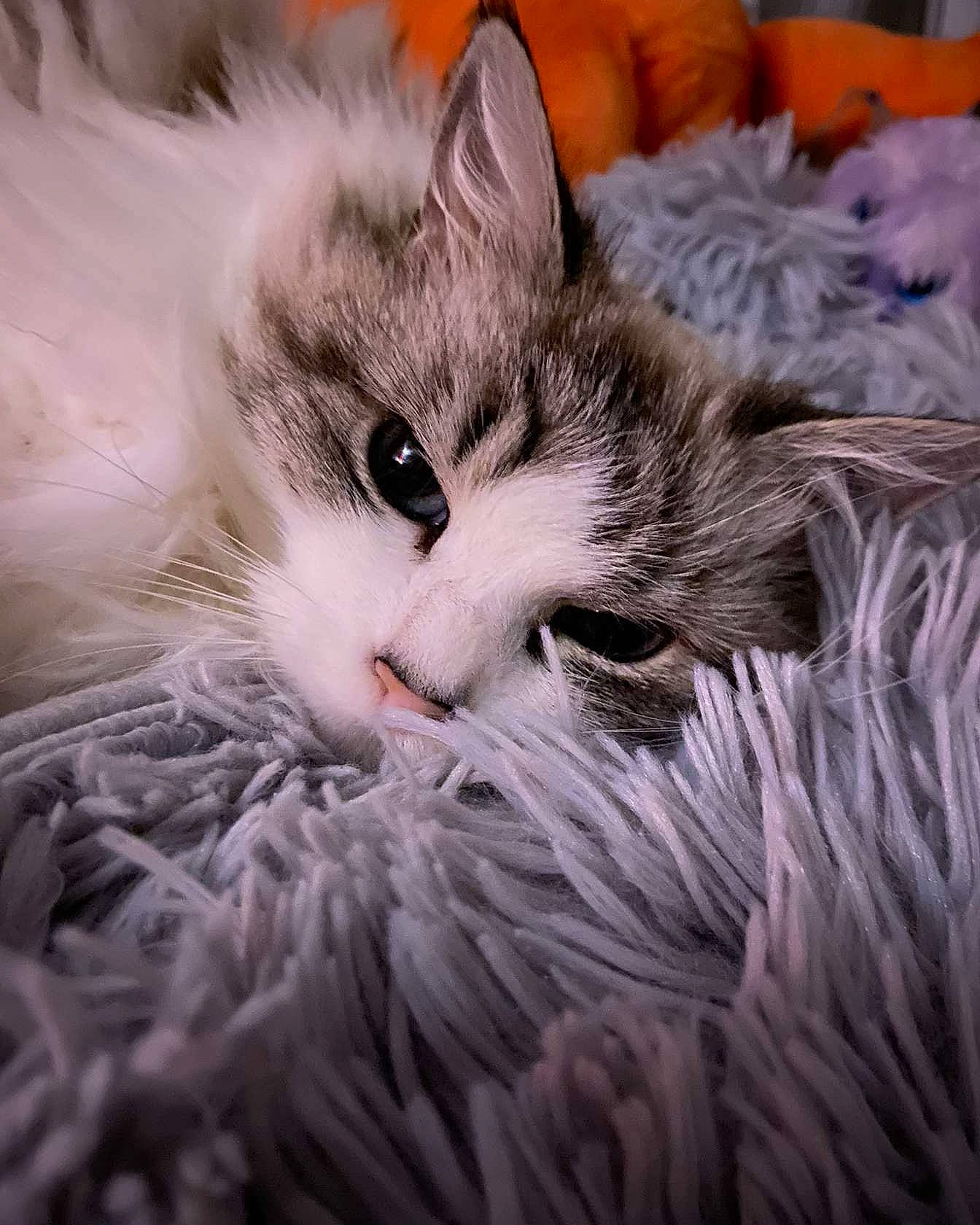 Caline a rejoint le concours — aidez-le/la à gagner de superbes lots ! carnivore, cat, claw, comfort, domestic_short_haired_cat, felidae, fur, nap, paw, plant, ragdoll, small_to_medium_sized_cats, snout, tail, tree, whiskers