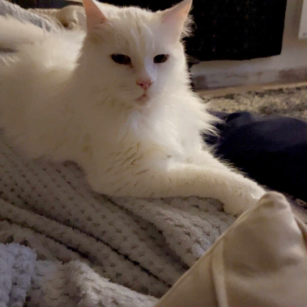 Minou a rejoint le concours — aidez-le/la à gagner de superbes lots ! abyssinian, angora, animal, bed, blanket, cat, computer, couch, electronics, furniture, head, homedecor, kitten, laptop, linen, manx, pc, person, pet, siamese