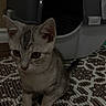 kitten, cat, tabby, pet, animal, sitting, indoors, rug, patterned_rug, pet_carrier, animal_face, ears, whiskers, eyes, striped_fur, gray_fur, white_chest, front_paws, home, portrait