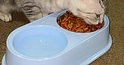Milo is registered to the contest to win money with this photo: cat, kitten, pet, animal, eating, cat_food, kibble, food_bowl, water_bowl, feeding, silver_fur, white_fur, striped_fur, indoors, carpet, home, candid_photo, side_view, domestic_animal, pet_care