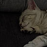cat, sleeping, tabby, pet, animal, feline, whiskers, paws, ears, closed_eyes, relaxed, couch, sofa, indoor, cozy, nap, fur, striped, portrait, dark_background