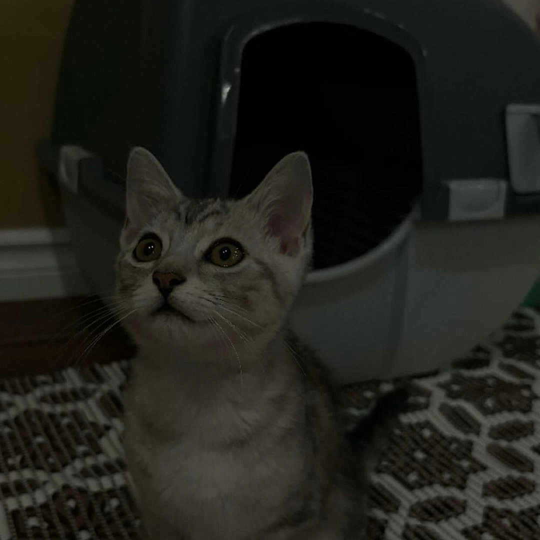 Milo