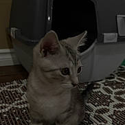 Milo joined the competition — help win amazing prizes! cat, kitten, tabby, pet, animal, sitting, indoors, rug, patterned_rug, pet_carrier, crate, home, floor, whiskers, ears, eyes, fur, gray_cat, curious, portrait