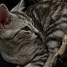 Milo is registered to the contest to win money with this photo: cat, kitten, two_cats, tabby, gray_fur, striped_fur, sleeping, cuddling, cozy, close_up, portrait, animal, pet, whiskers, ears, eyes, paws, blanket, indoors, relaxed
