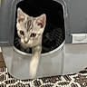 Milo joined the competition — help win amazing prizes! cat, kitten, tabby, pet, animal, face, whiskers, ears, eyes, paw, fur, carrier, pet_carrier, indoor, home, floor, rug, patterned_rug, curious, cute